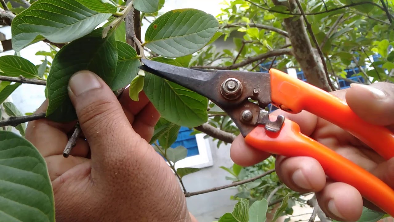 របៀបកាត់មែកត្របែកឥតគ្រប់បានផ្លែច្រេីន