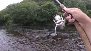 Salmon on the Worm