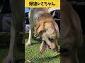 【ASMR 爆速レミちゃん76】牛のアバラをバリボリ食べる爆速レミちゃんの咀嚼音/Raw Feeding Dogs asmr #shorts #爆速レミちゃん #asmr