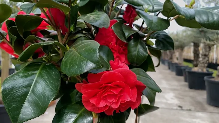 Camelia 'Lady Campbell' in bloei!