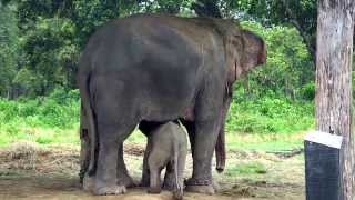 Cutest Baby Elephant Running to its Mom After Sensing Danger