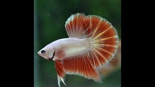 Download Lagu Bettafish Halfmoon X Plakat top grade 2022 MP3