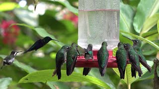 Equateur Octobre 2023 Milpe Bird Sanctuary Colibris sur mangeoires