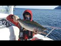 田舎の日常:カラフトマス釣行。
