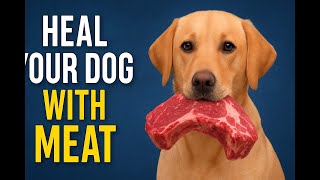 The Shocking Truth: Why Your Dog’s Kibble Is Making Them Sick