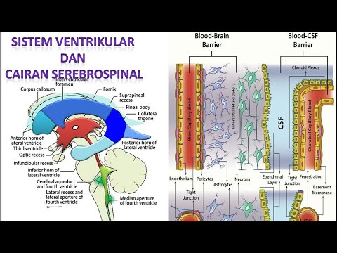 Video: Phosphatidylcholine PC Ae C44: 6 Dalam Cairan Serebrospinal Adalah Biomarker Sensitif Untuk Meningitis Bakteri