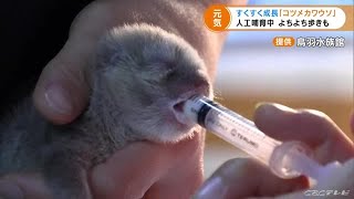 コツメカワウソの赤ちゃん誕生　人工保育で順調に育つ　三重・鳥羽水族館 (22/01/28 17:30)