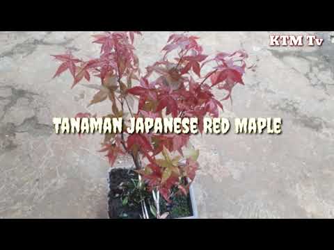 Video: Budidaya Pohon Maple Bergaris: Menanam Pohon Maple Bergaris Di Lanskap