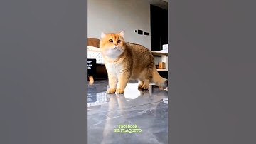 Lazy Cat — werd boos op me omdat ik werkte! 🐱😡😹#kat #kattenvideo