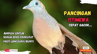 Download Lagu Perkutut Lokal Gacor Pancingan Paling Ampuh Ahlinya Bikin Semua Perkutut Bakal Nyaut Bunyi | Z31 MP3
