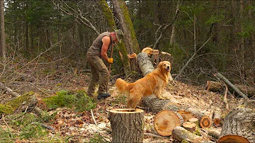 Wolves Watch Me Planting a 100 Acre Food Forest for Wildlife and People - Bear, Moose, Deer, Turkey