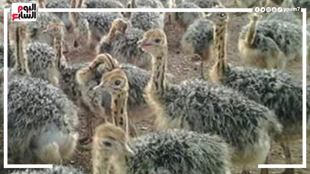 كتكوت النعامة بـ(2500) جنيه.. لو عايز تبقى مليونير فى شهور شوف إزاي تربيه