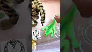 African serval cat playing with a alligator & lizard! #shorts #lavishsavannahs by Lavish Savannah’s 94 views 2 years ago 1 minute, 21 seconds