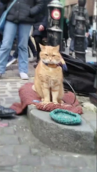 Selamat jalan kapten oyen semoga tenang di alam sana #ripbob #mengsad #catlovers