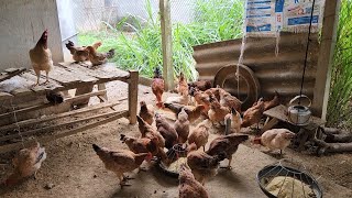 ĐI REO LÚA MƯA TO RUỘNG NGẬP NƯỚC MANG GIỐNG VỀ RẢI ,ĐÀN GÀ SIÊU ĐẸP CỦA EM NGA🐔