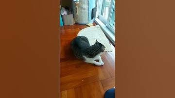 rolling on catnip spray 💖💖💖 #shortsvideo #shorts