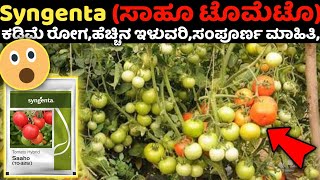 ಸಾಹೊ ಟೊಮೆಟೊ,🍅 Syngenta Sahoo tomato variety,👌sahoo tomato,tomato farming in Kannada, screenshot 2