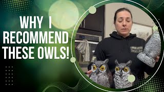 Review of Owl Decoy to Scare Birds Away