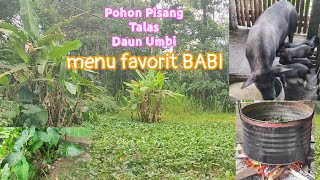 TERNAK BABI DI TORAJA  BEGINI PROSES MAKANAN BABI