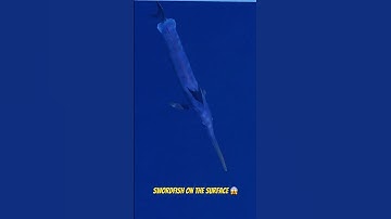 Surface Swimming Swordfish- Swordfishing