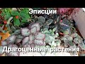 Эписции / Драгоценные растения / Проще нет)