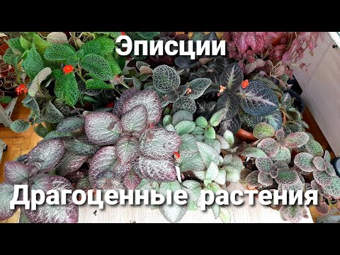 Video: Episcia taimeteave: näpunäiteid episcia taimede kasvatamiseks