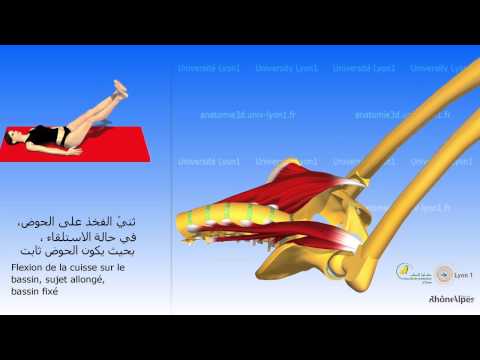 فيديو: هل iliopsoas عضلة الورك؟