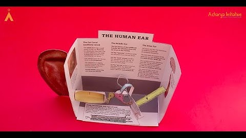 Ear I Biology Experiment I Make Your Own Lab Series