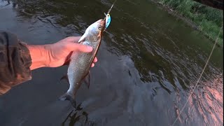 видео: Ловля окуня и жереха. Перекаты в августе. картинка: Ловля окуня и жереха. Перекаты в августе.