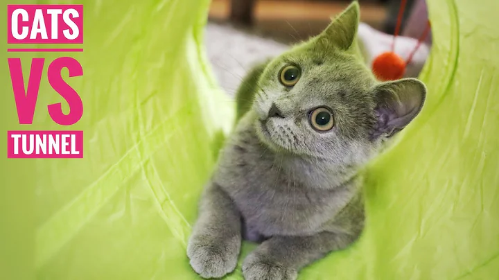 Video 11337491: grey british shorthair, british shorthair girl, kitten playing jumping, cat playing, kitten show