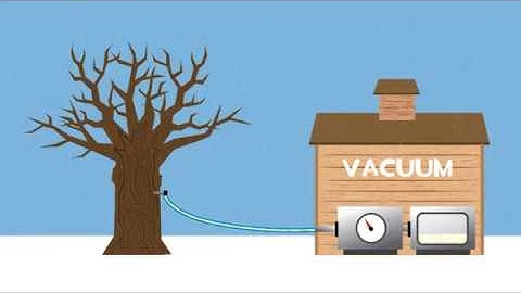4th Grade Video:  The Science of Maple