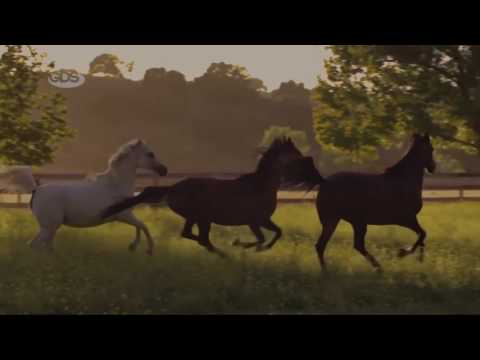 ცხენები   Horses   გადაცემა 'ეკოვიზია'   'Ecovision' TV Show 1