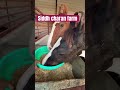 Feed  siddhcharanfarm horselover youtube youtubeshorts trending horse animalcare