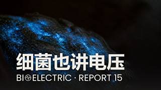 生物电报告 第15集 最简单的细胞早已用电压语言交流 无脑细菌如何靠膜电位指挥整个菌群