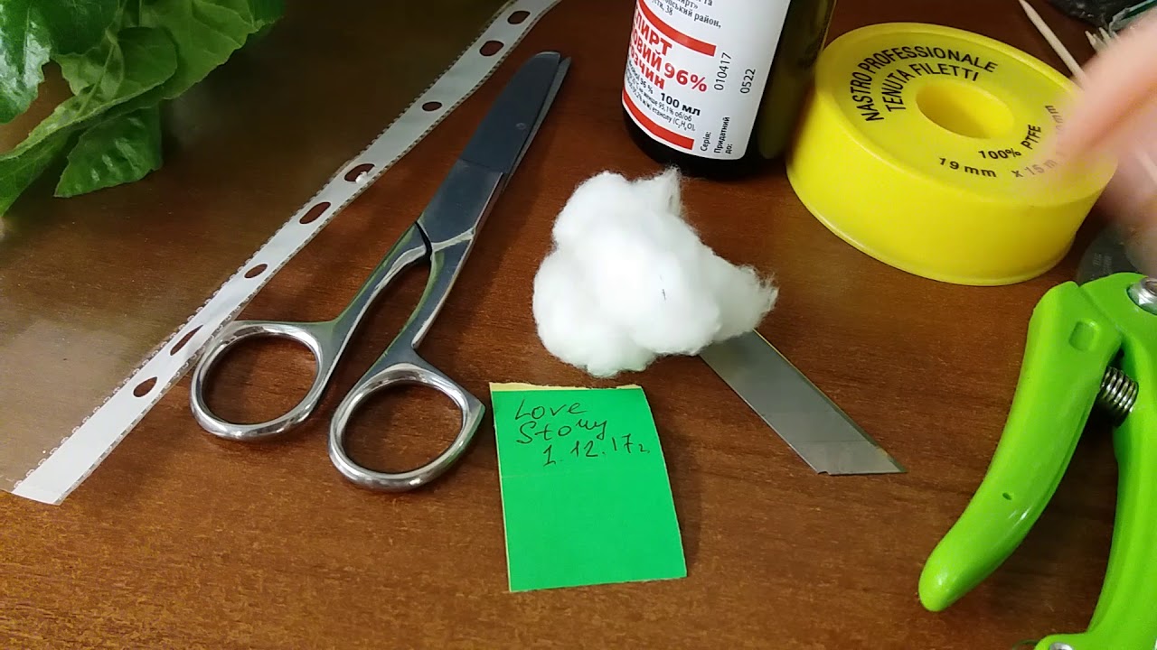 Как привить гибискус? Прививка гибискуса.