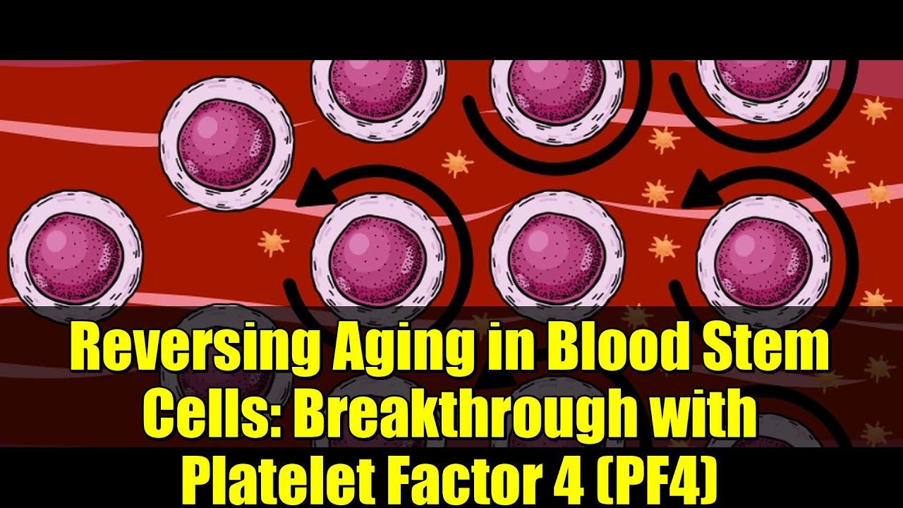 Reversing Aging in Blood Stem Cells: Breakthrough with Platelet Factor 4 (PF4)