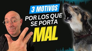 3 MOTIVOS por los que tu PERRO LADRA es AGRESIVO o REACTIVO