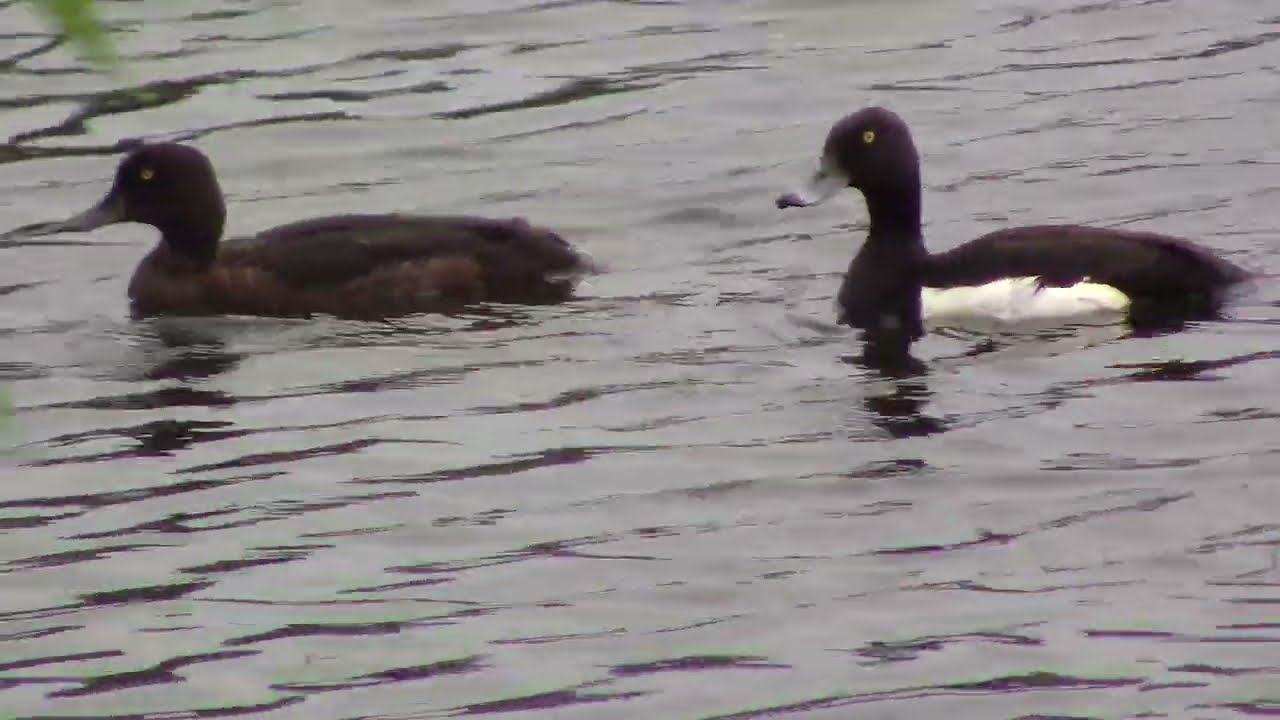 Хохлатая чернеть и утка с утятами.