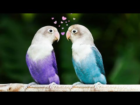 اصوات تحفيز الفيشر للتزاوج مجرب 100