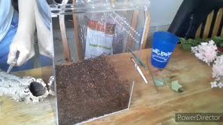 David Bowie Huntsman