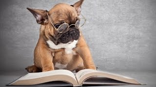 10 Smartest Dog Breeds In The World by Amazing Top 10s 1,754 views 7 years ago 3 minutes, 41 seconds