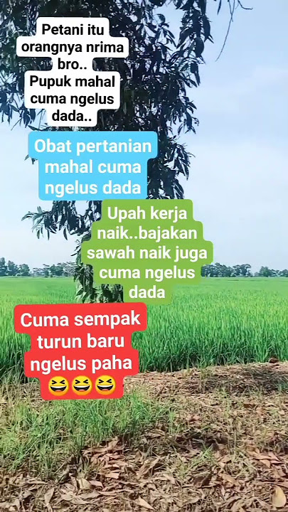 petani padi #musik#padi#sawah#viral#short
