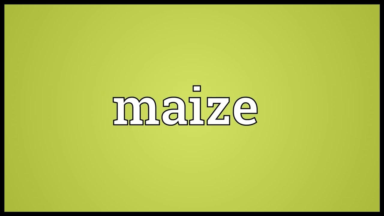 Maize Meaning In Nepali With Example Maize Meaning In Nepali With Example