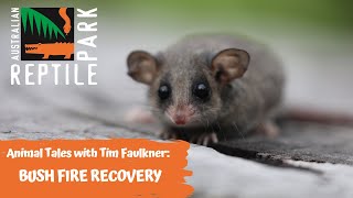 ANIMAL TALES WITH TIM FAULKNER | EPISODE 38 | AUSTRALIAN POSSUMS