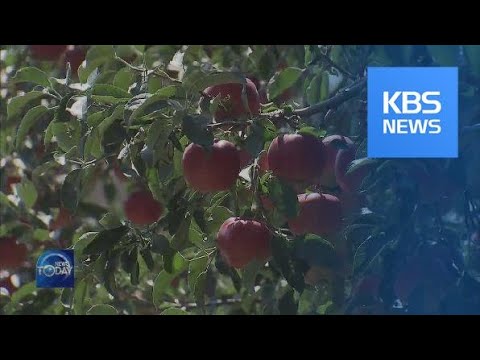 APPLES FROM HIGH LYING AREAS / KBS뉴스(News)