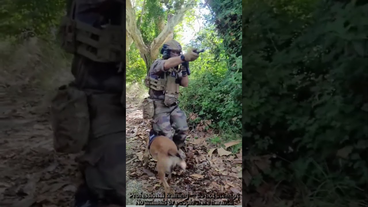 They train to protect us, not themselves.#dogs #k9sof #k9 #doglover#fyp