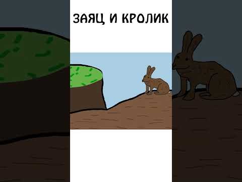 Как еще различить кролика и зайца #академияброкколи #shorts #анимация #шортс #животные