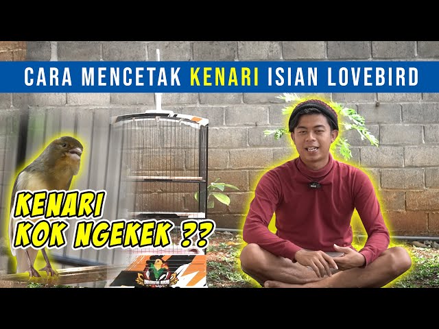 CARA MENCETAK KENARI ISIAN LOVEBIRD class=