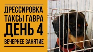 Дрессировка таксы Гавра. День 4. Вечернее занятие