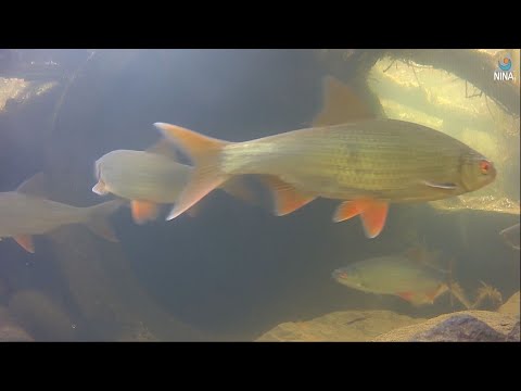 Video: Høy Forekomst Av Zoonotiske Trematoder Hos Mort (Rutilus Rutilus) I Finskebukta